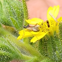 Tupiocoris californicus