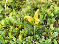 Pedicularis capitata