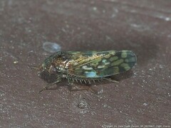 Xestocephalus tessellatus