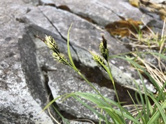 Carex macrochaeta