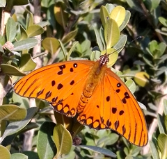 Dione vanillae