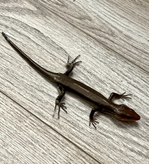 Plestiodon inexpectatus