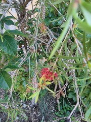 Melaleuca paludicola