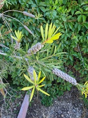 Melaleuca paludicola