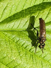 Eudioctria media