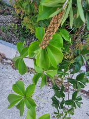 Melaleuca paludicola