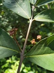 Eugenia hiraeifolia image