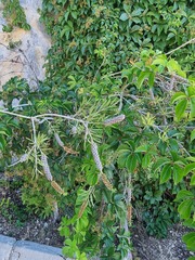 Melaleuca paludicola