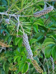 Melaleuca paludicola