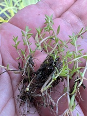 Crassula helmsii