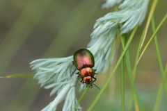 Chrysolina graminis