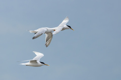 Thalasseus sandvicensis