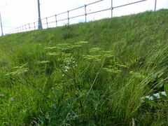 Heracleum sphondylium sibiricum