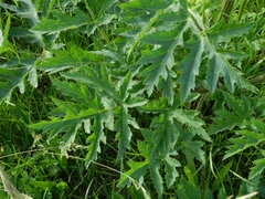 Heracleum sphondylium sibiricum