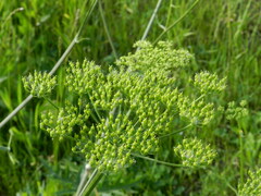 Heracleum sphondylium sibiricum