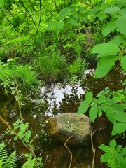 Lysimachia thyrsiflora