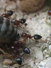 Crematogaster schmidti