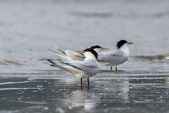 Thalasseus sandvicensis