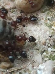 Crematogaster schmidti