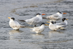 Thalasseus sandvicensis