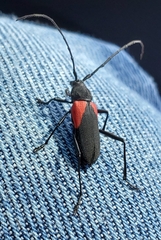 Purpuricenus humeralis