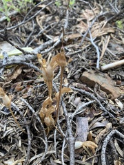 Aphyllon franciscanum