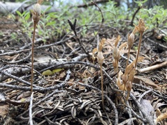 Aphyllon franciscanum