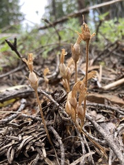 Aphyllon franciscanum