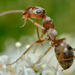 Prairie Mound Ant - Photo (c) ariellopezpics, some rights reserved (CC BY-NC)