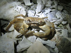 Geograpsus crinipes
