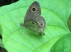 Ypthima baldus newboldi