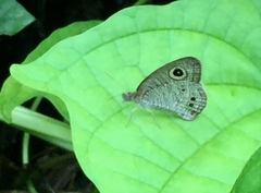 Ypthima baldus newboldi