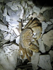 Geograpsus crinipes