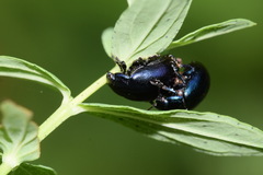 Chrysolina varians