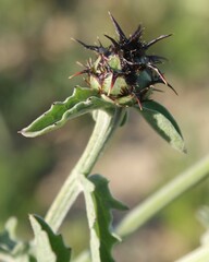 Centaurea sicula