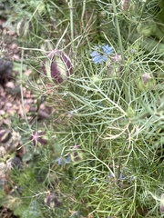 Angiospermae