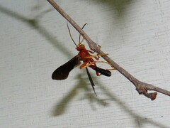 Tmetogaster nubilipennis