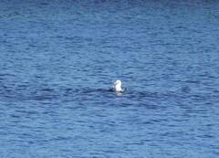 Larus fuscus