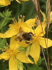 Bombus pascuorum