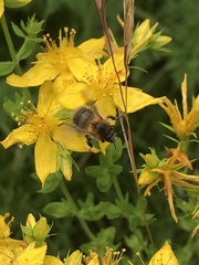 Bombus pascuorum