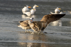 Larus dominicanus