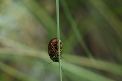 Chrysolina graminis