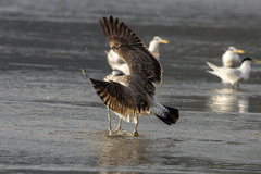 Larus dominicanus