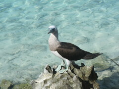 Sula leucogaster brewsteri