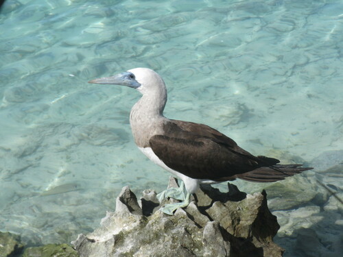 Cocos Booby