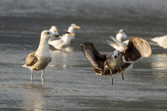Larus dominicanus