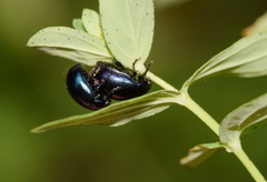 Chrysolina varians