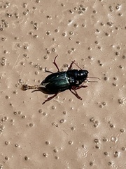 Harpalus
