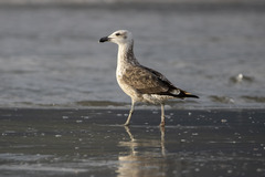 Larus dominicanus