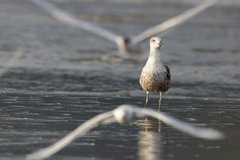 Larus dominicanus